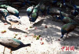 吃瓜的鸟,揭秘动物界的“八卦”达人