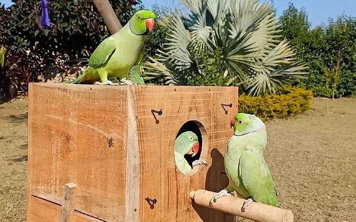 吃瓜的鸟,揭秘动物界的“八卦”达人