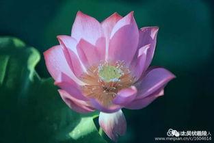 一朵荷花吃瓜,一朵荷花的奇妙食旅