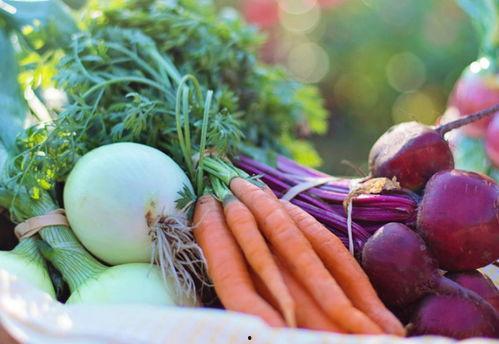 德国北威州吃瓜,瓜果飘香，品味田园生活