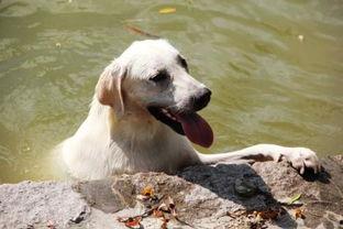 狗狗能否吃哈密瓜的籽