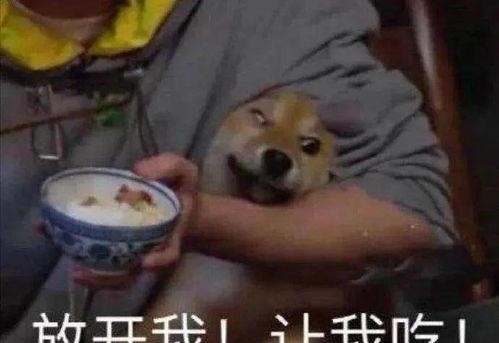 吃瓜的羊人,趣味横生的羊界奇观