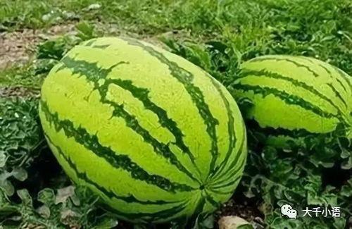 柯桥的吃瓜,探寻地方特色美食的甜蜜诱惑