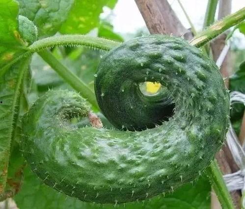 吃茄瓜头晕的原因