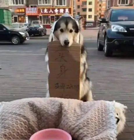 吃瓜狗搞笑