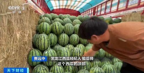 坟头吃瓜,揭秘网络热词背后的文化现象