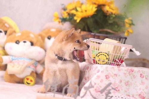 狗血吃瓜投稿