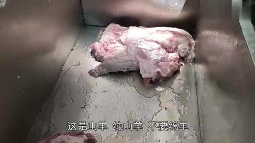 七只羊吃瓜,探寻羊群中的和谐共处之道